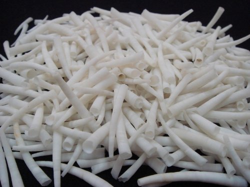Smooth Bulk Dentalium Aprinum Shell Beads 1 Pound