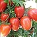 TOMATO, ROMA TOMATO SEED, ORGANIC, NON- GMO, 25 SEEDS PER PACKAGE