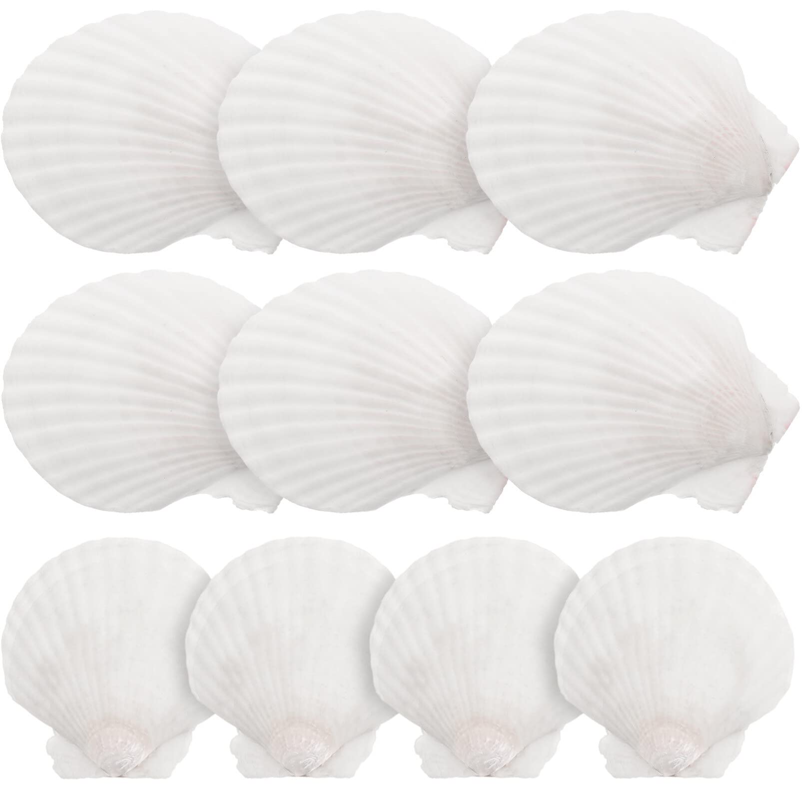 DEARMAMY Natural White Scallop Shell Decoration Set 2.8 Inch Large Seashells for Diy Crafts Home Decor Vase Filler and Candle Making Supplies