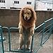 IN HAND Dog Lion Mane,Funny Lion Mane for Dogs,Lion Mane Costumes, Lion Wig for Medium to Large Dogs, Lion Mane Wig for Christmas,Party
