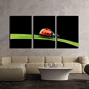 3 Piece Canvas Wall Art - Ladybug on Grass Isolated Black Background - Modern Home Art Stretched and Framed Ready to Hang - 16"x24"x3 Panels
