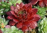 Cherry Berry Hens & Chicks - Sempervivum - Indoors/Out - 3.5