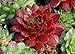 Cherry Berry Hens & Chicks - Sempervivum - Indoors/Out - 3.5" Pot - Chick Charms