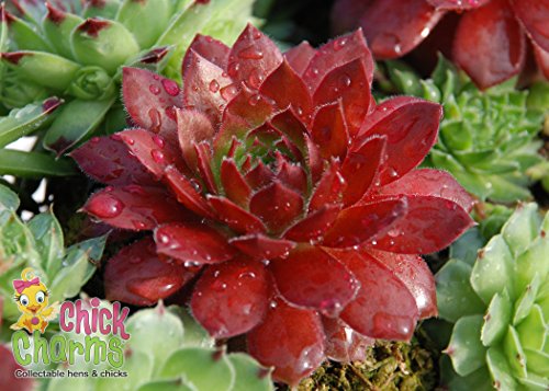 Cherry Berry Hens & Chicks - Sempervivum - Indoors/Out - 3.5