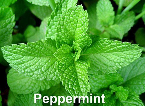 Harley Seeds 100 Mint Mix Seeds - 4 Varieties: Peppermint, Spearmint, Lemon Mint, Lemon Balm Melissa - Heirloom Non-GMO, US Grown