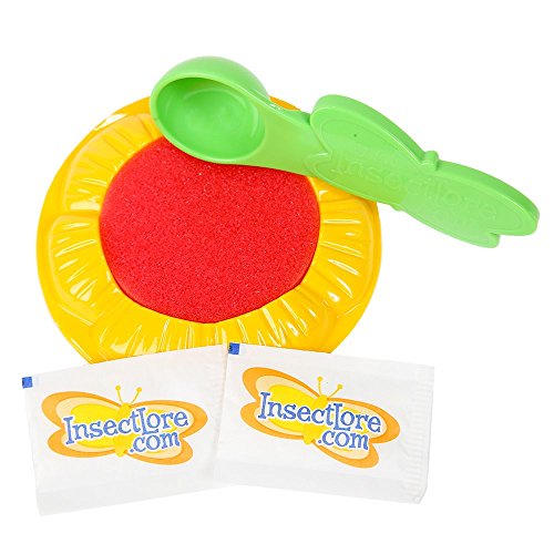 6 Insect+Lore+Butterfly+Caterpillars+Feeding