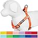 Blueberry Pet Essentials Matching Small Dog Harness | Adjustable Classic Solid Nylon No Pull Harness for Dogs | Easy Walk Dog Harness for Small Dogs & Step In Dog Harness | Florence Orange Dog Harness