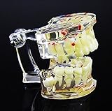 ChildrenTooth Model Dental Transparent Demonstration Child Kid's Teeth Model Typodont