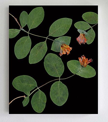 Botanical Print - Orange Honeysuckle - Pressed Flowers and Leaves - Unframed Art Print in 5X7, 8X10, 11X14 or 16X20 Sizes