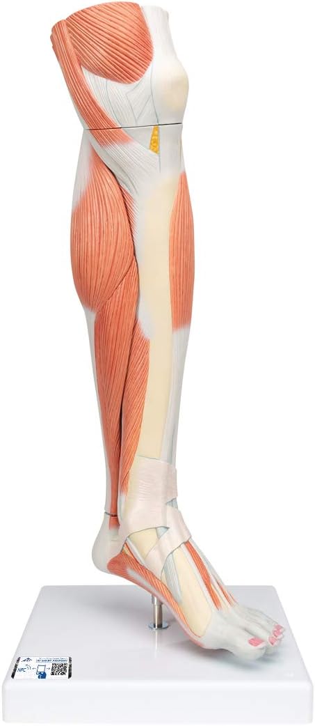 3B Scientific M22 Lower Muscle Leg With Detachable Knee, 3 Part, Life Size + free anatomy software - 3B Smart Anatomy