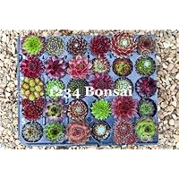 Kasuki Sales! 100 Pcs/Lot Rare Sempervivum Succulent Plants (Sempervivum Oubeni Makiginu) Bonsai Plant Succulents raras for Home Garden - (Color: 18)