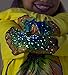 Glow Wild Chompomorphous Tee, in Lizard Size 6 Yellow