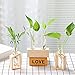 Ivolador Plant Propagation Station, Plant Propagation Tubes,Gifts for Plant Lovers,Plants Cutting Holder Office Desk Garden Décor Gifts for Mom Women Hydroponic Vase Gift Box