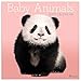 2020 Baby Animals Wall Calendar by