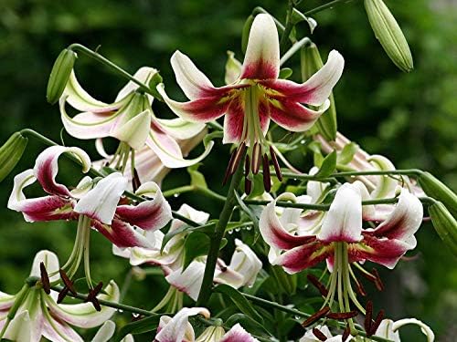 Shop Meeko 3: Garthwaite Nurseries: - Lily (Lirio -como) Altamente ...