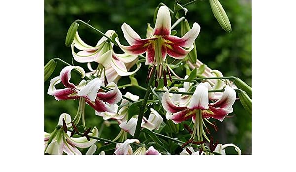 Shop Meeko 3: Garthwaite Nurseries: - Lily (Lirio -como) Altamente ...