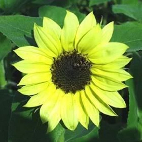 25 VALENTINE SUNFLOWER Helianthus Annuus Flower Seeds