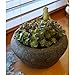 Top Collection Garden Frog Meditating On Large Functional Stone Flower Pot Planter Figurine