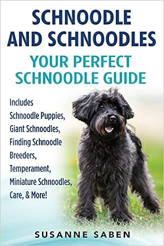 registered schnoodle breeders