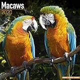 Macaws Calendar - Calendars 2019 - 2020 Wall Calendars - Bird Calendars - Monthly Wall Calendar by A by 