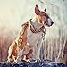 2020 Bull Terriers Calendar 16 Month 12 x 12 Wall Calendar by Bright Day Calendars (Terriers Collection) (Bull Terriers 2019)