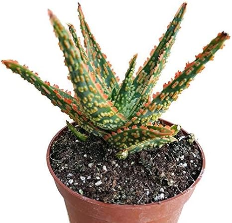 ALOE cv. Jeff Karsner seltene Sukkulente - pflegeleichte und platzsparende Kaktee- die gezahnte Aloe ist eine sehr schöne Zim