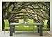 GREAT ART Large Photo Wallpaper – Oak Avenue – Picture Decoration Landscape Summer Forest Mystic Oaks Quercus Fairy Tale Alley Park Branches Image Decor Wall Mural (132.3x93.7in - 336x238cm)