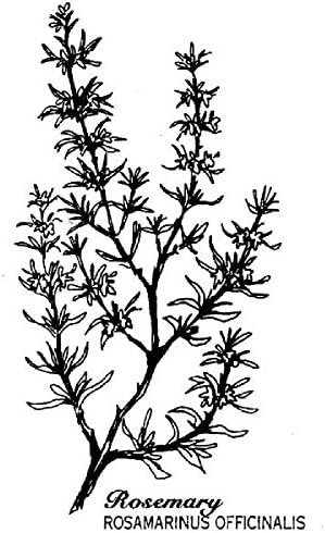 Stampington And Co Wooden Rubber Stamp Rosemary Plant Garden Herb Collection