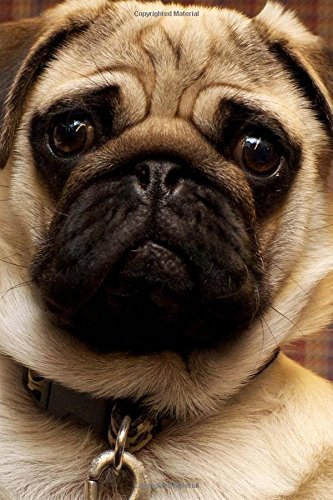 capstar flea killer for dogs