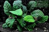 Potted Anubias Coffeefolia Aquarium Plant