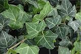 Baltic English Ivy 1- Plant - Hardy Groundcover -4