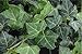 Baltic English Ivy 1- Plant - Hardy Groundcover -4
