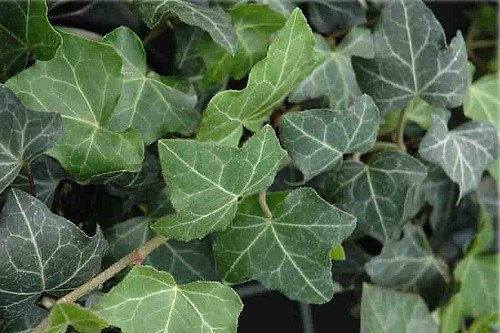 Baltic English Ivy 1- Plant - Hardy Groundcover -4 Baltic English Ivy 1- Plant - Hardy Groundcover -4