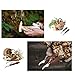 WOLFLAND 2 pcs Set Professional Folding Mushroom Hunting Knife Fungus Truffles Harvest Sharp Knives Natural Wood Handle Pocket Knife w/Bristle Brush