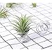 Air Plant Holder,3 Pack Stainless Steel Air Plant Holder Container Tabletop Stand Vase Pot for Hanging Air Plant Small Tillandsia Mini Cactus Faux Plants Indoor Wall Home Decor