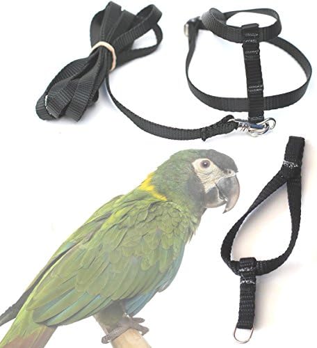 Fred Bird Harness &amp; Leash with additional larger TRAINING Head Loop
