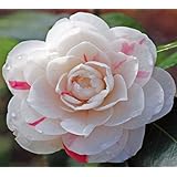 April Dawn Camellia Japonica ( Zone 6 ) - Live Plant - Quart Pot