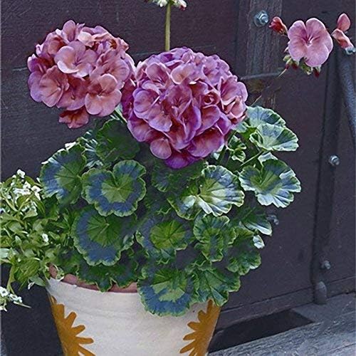 AiCheaX 100 PCS Geranium Seed Garden Potted Flower Seeds Pelargonium Plant Bonsai Outdoor Flower Seeds - (Color: 1)