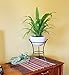 Achla Designs GBS-20 Multi-Use, Small Wrought Iron Metal Plant birdbath Bowl Stand Flowerpot Holder, 8