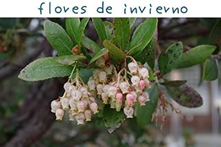 Livro flores de inverno