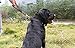 FAIRWIN Leather Short Dog Leash 12