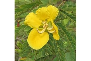30 Cassia Absus - Chasku Seeds: Package Contain Seeds