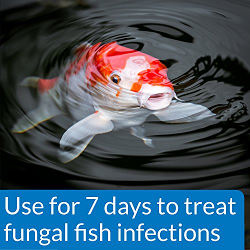 API Pond Pimafix Fish Infection Remedy, 16 fl. oz.