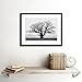 OLD OAK TREE BLACK WHITE MIST FOG PHOTO FRAMED ART PRINT PICTURE & MOUNT F12X634