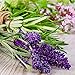 Crabtree & Evelyn Bath and Shower Gel, Verbena and Lavender, 8.5 Fl Oz