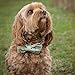 Lionet Paws Dog and Cat Collar with Bowtie,Soft and Comfortable,Adjustable Collar