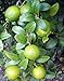 Persian Lime Tree - Fruit Bearing Size -6
