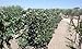 CandyHome MA-OTS-001 Mesh Garden Netting Seedlings Plants Flowers Fruit Trees Green Anti Bird Protection, 35ft x 50ft, L-10 ft