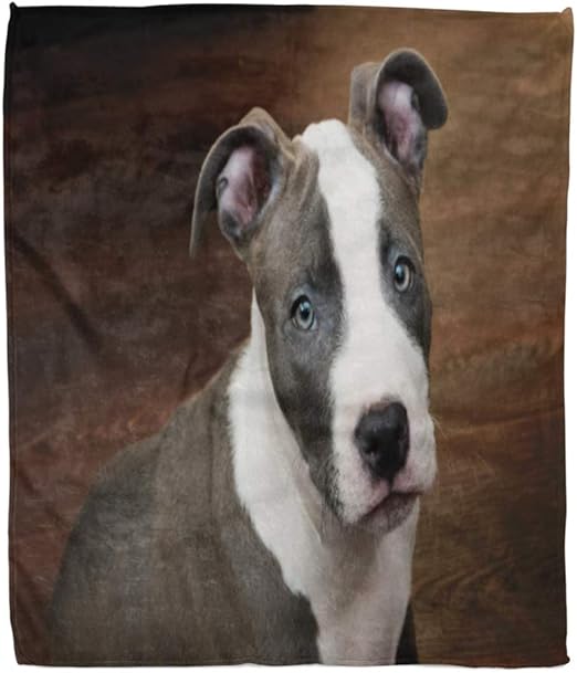 pitbull white and grey