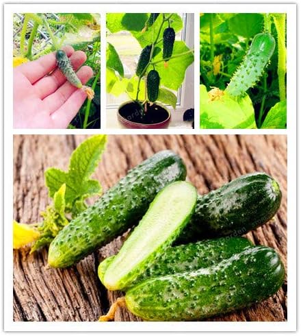 Pinkdose Más Vendido 20Pcs / Bolsa Planta de Pepino Mini Planta de ...